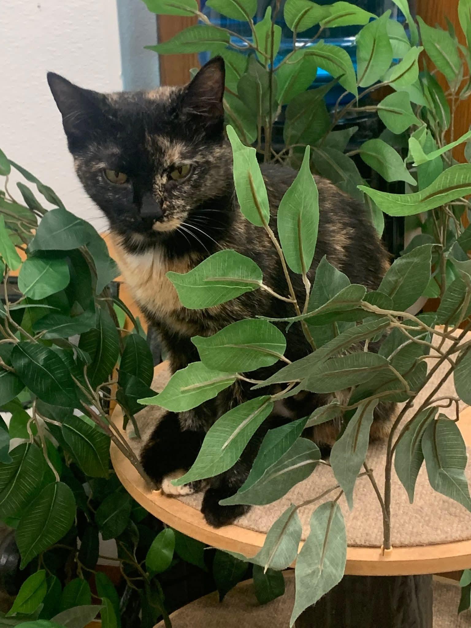 Seraphine, a Adoptable Domestic Short Hair in Chilliwack, BC image 1/3