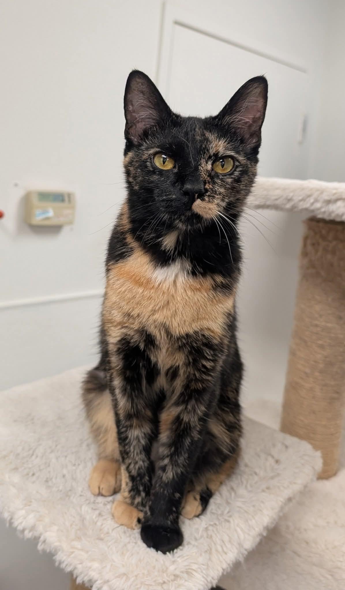 Seraphine, a Adoptable Domestic Short Hair in Chilliwack, BC image 2/3