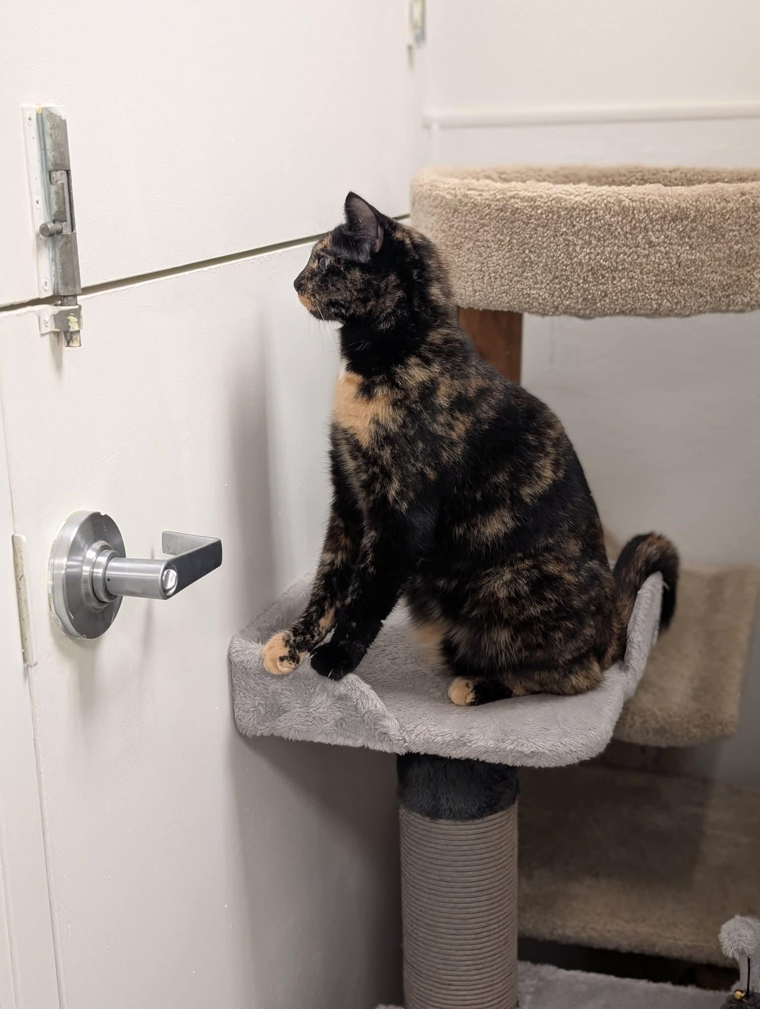 Seraphine, a Adoptable Domestic Short Hair in Chilliwack, BC image 3/3