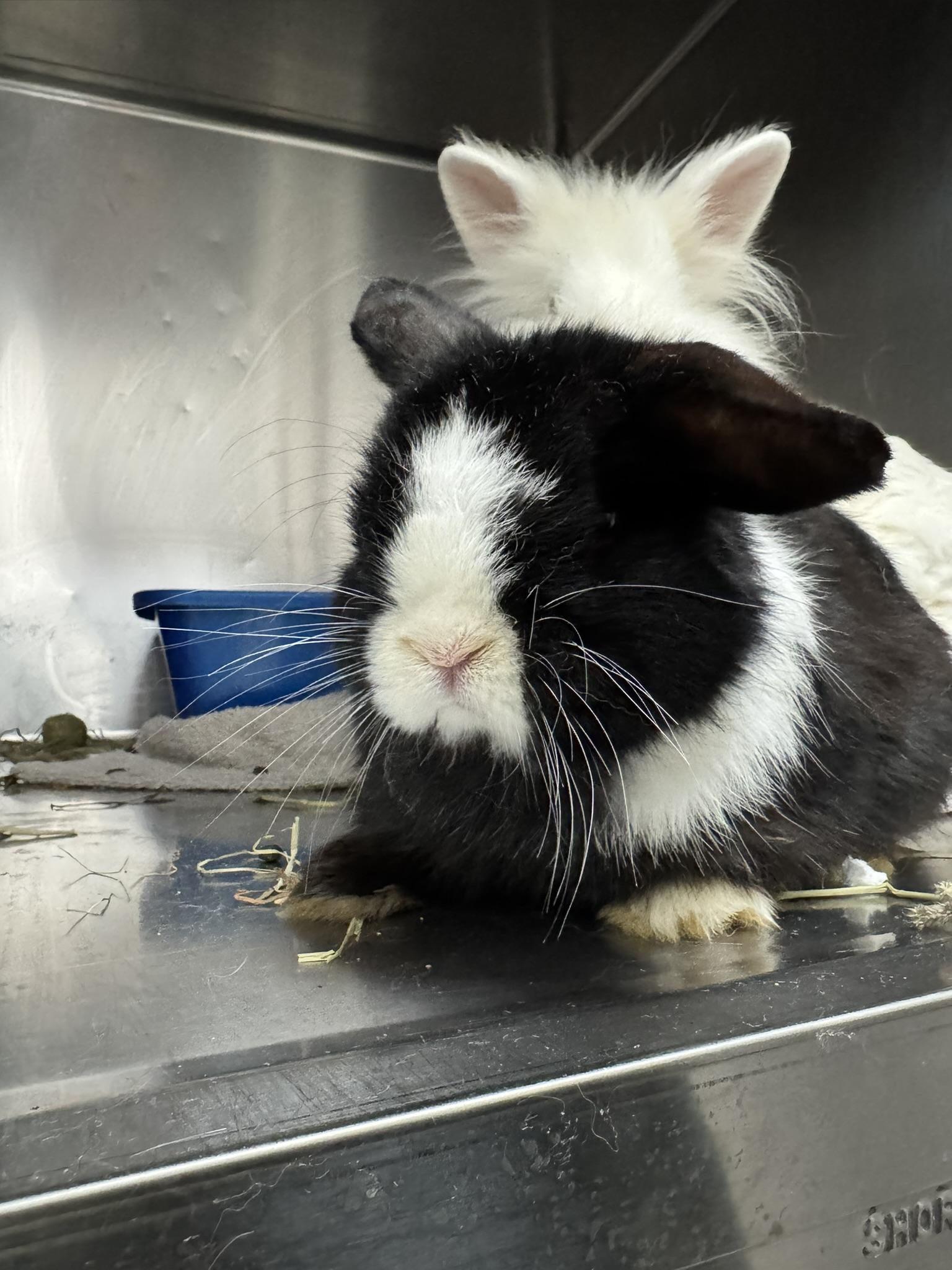 Otis, Adoptable, Adult Male American.