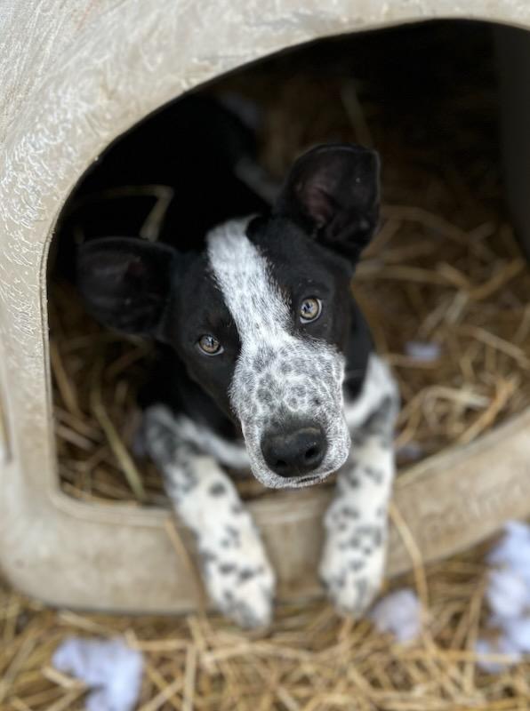 Fo, Adoptable, Puppy Male Cattle Dog.