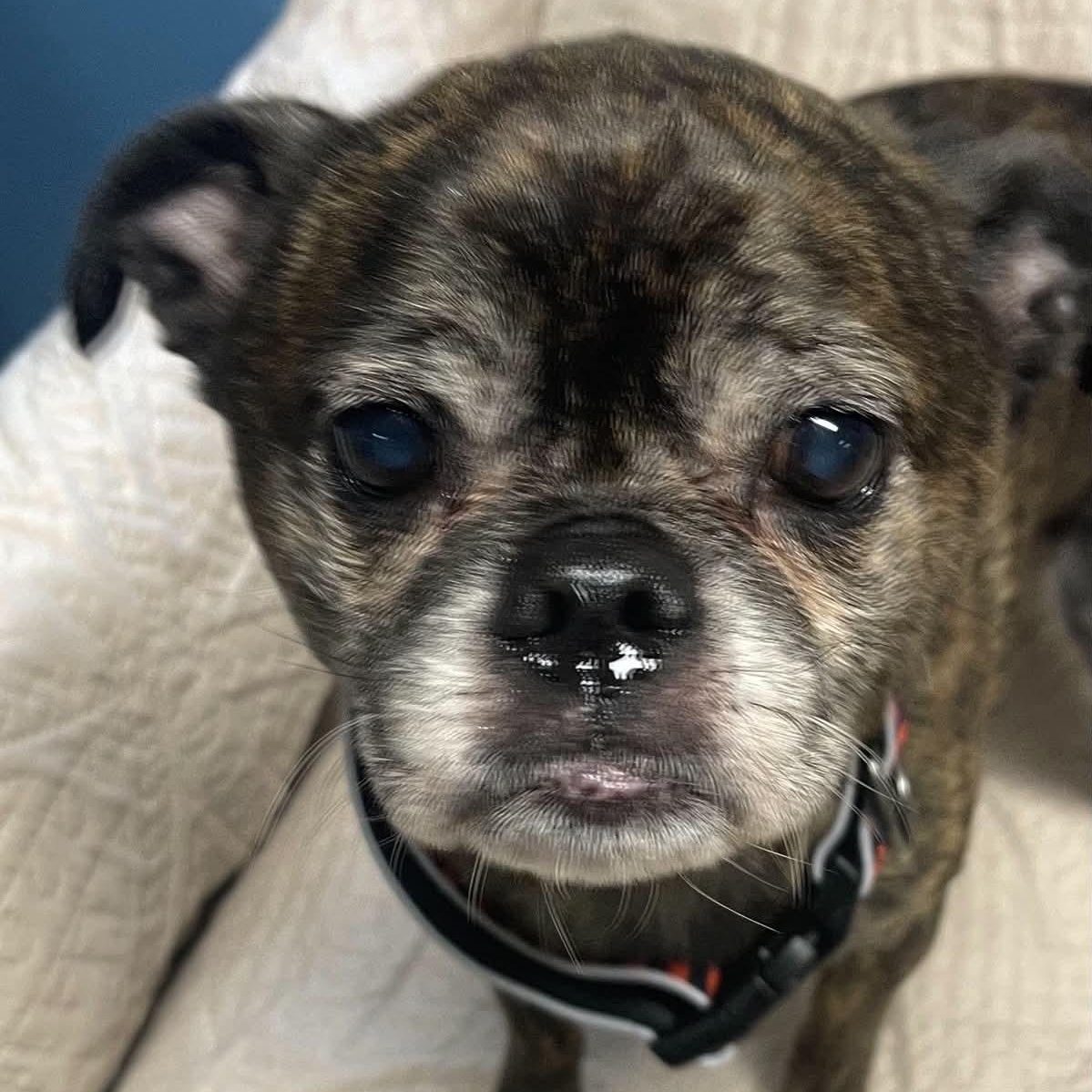 Enlarge Murphy, a Adoptable mixed breed in Sunderland, MD image 1/5
