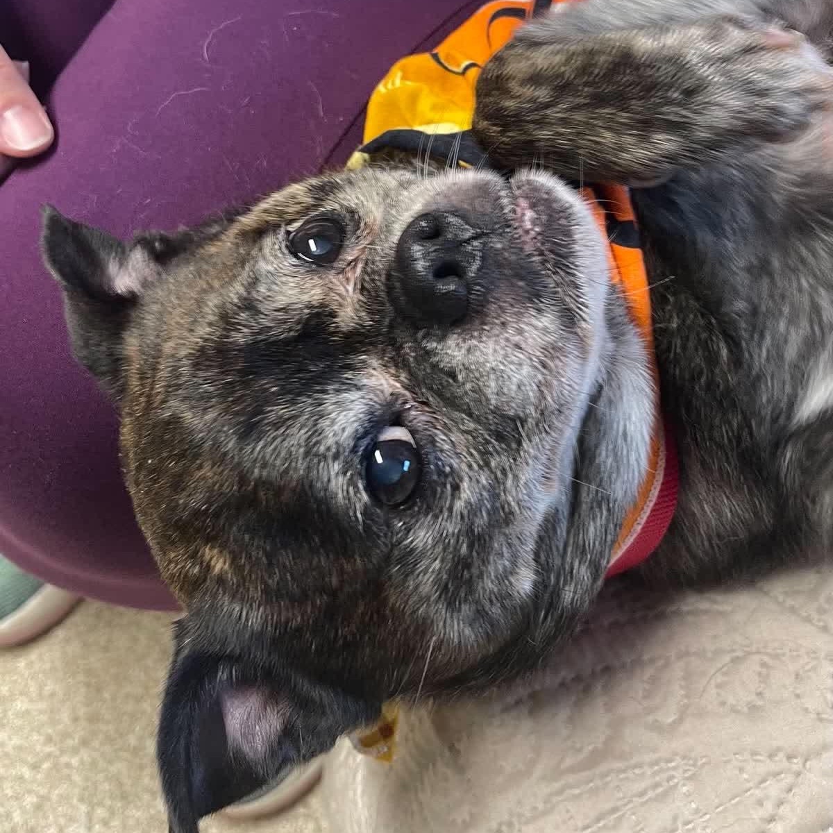 Enlarge Murphy, a Adoptable mixed breed in Sunderland, MD image 2/5