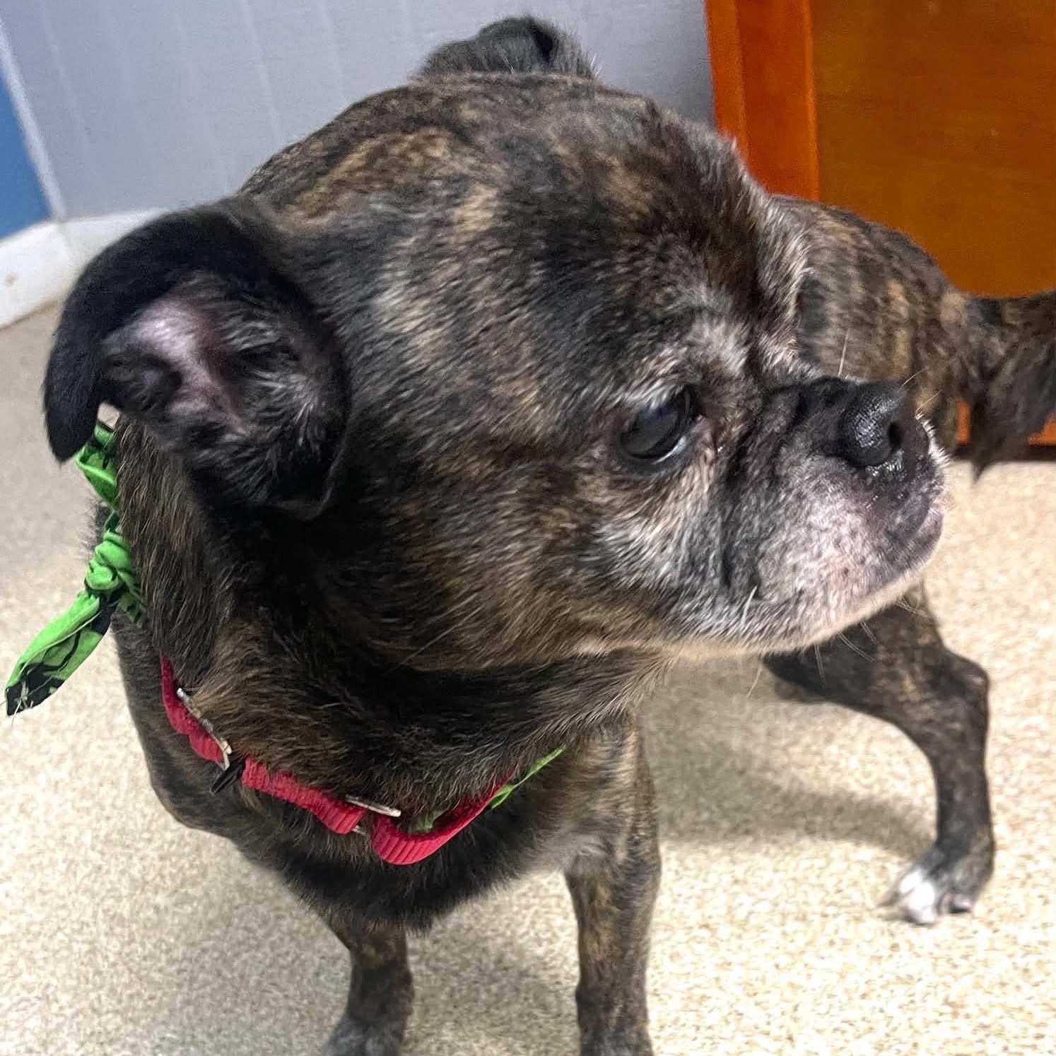 Enlarge Murphy, a Adoptable mixed breed in Sunderland, MD image 3/5