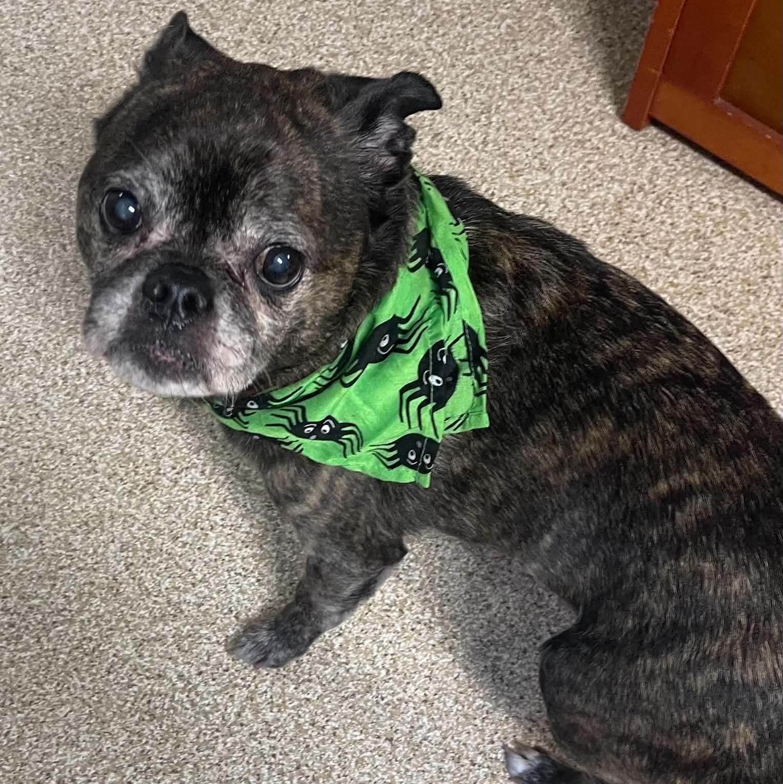 Enlarge Murphy, a Adoptable mixed breed in Sunderland, MD image 4/5