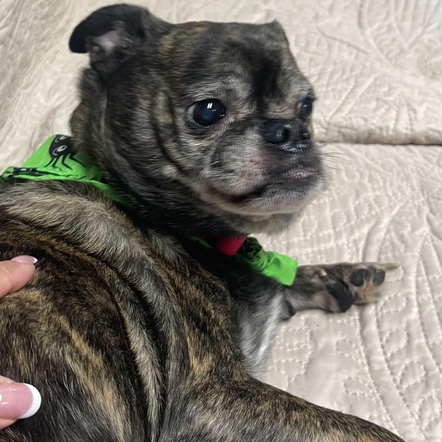 Enlarge Murphy, a Adoptable mixed breed in Sunderland, MD image 5/5