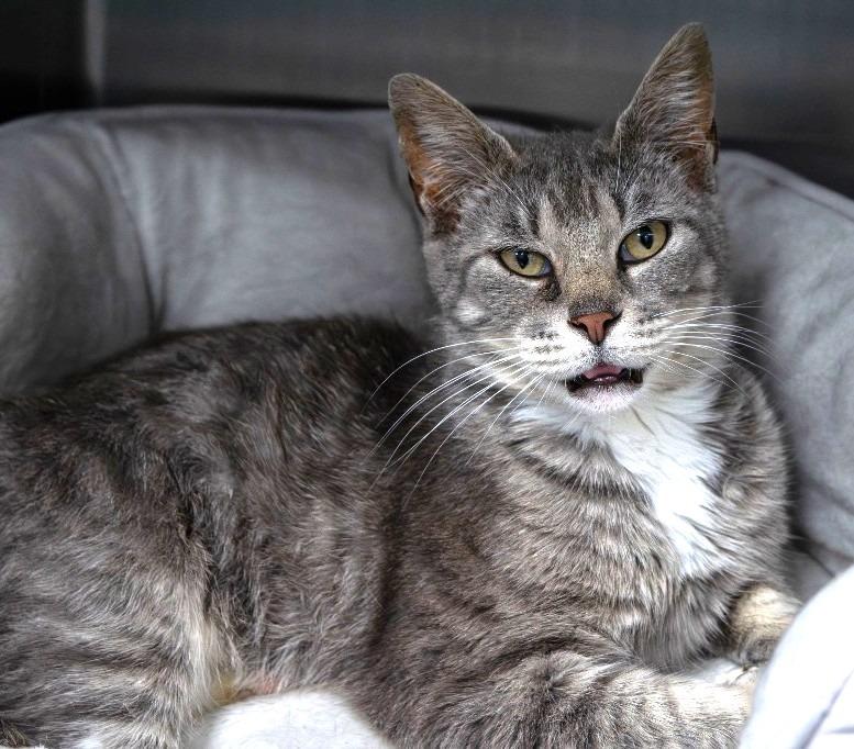 Enlarge Pamela, a Adoptable mixed breed in Greeneville, TN image 1/1
