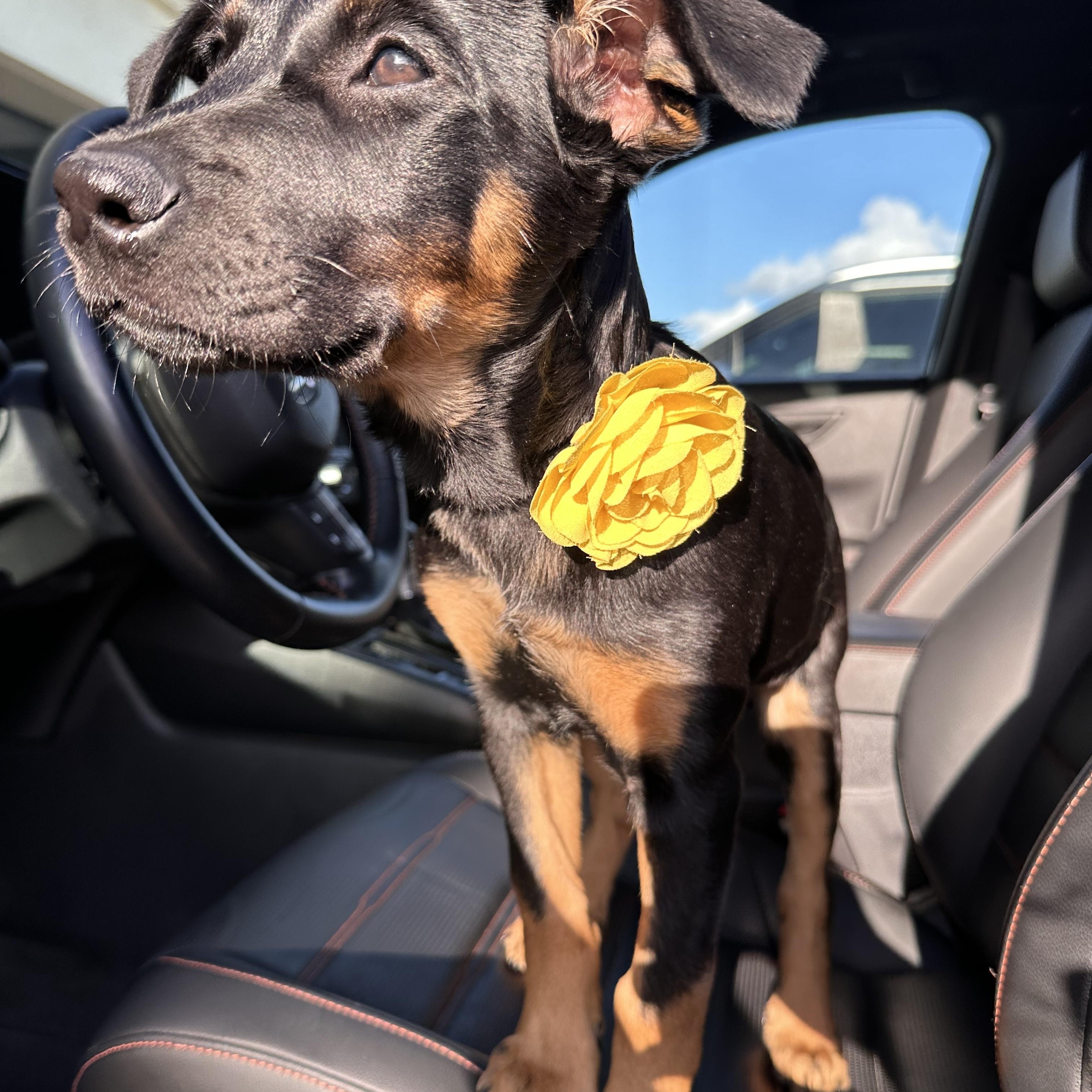 Enlarge Sunny, a ADOPTABLE mixed breed in San Diego, CA image 4/6