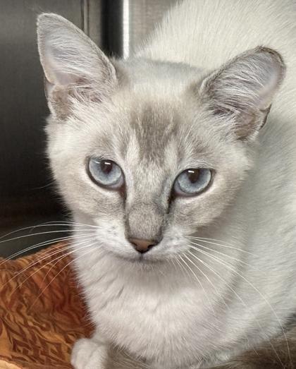 Cheesecake, a Adoptable mixed breed in Venice, FL image 1/3