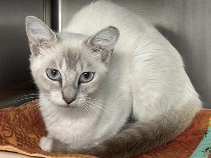 Cheesecake, a Adoptable mixed breed in Venice, FL image 2/3