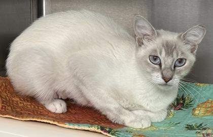 Cheesecake, a Adoptable mixed breed in Venice, FL image 3/3