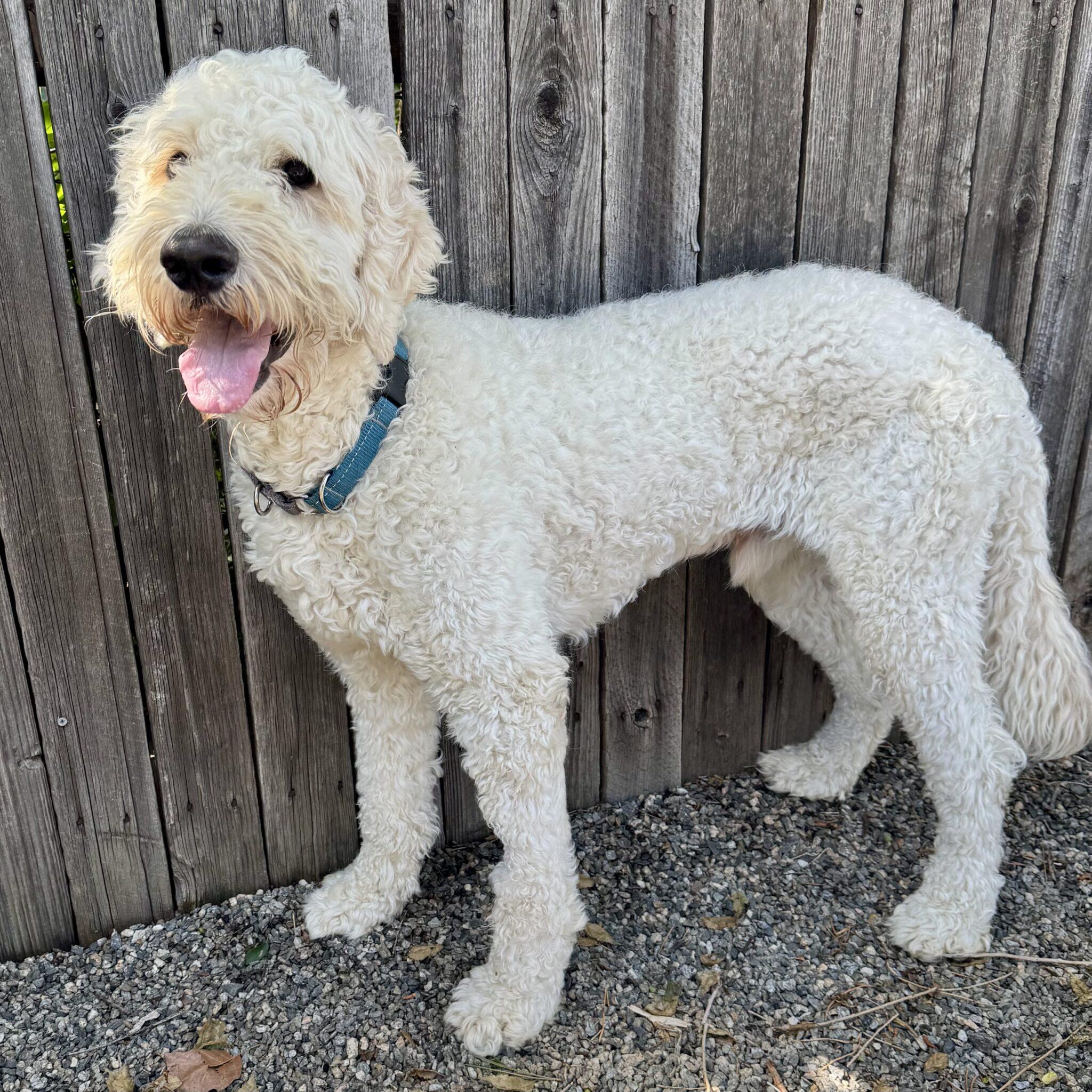 Hardy, an adopted mixed breed in Mead, CO image 4/4