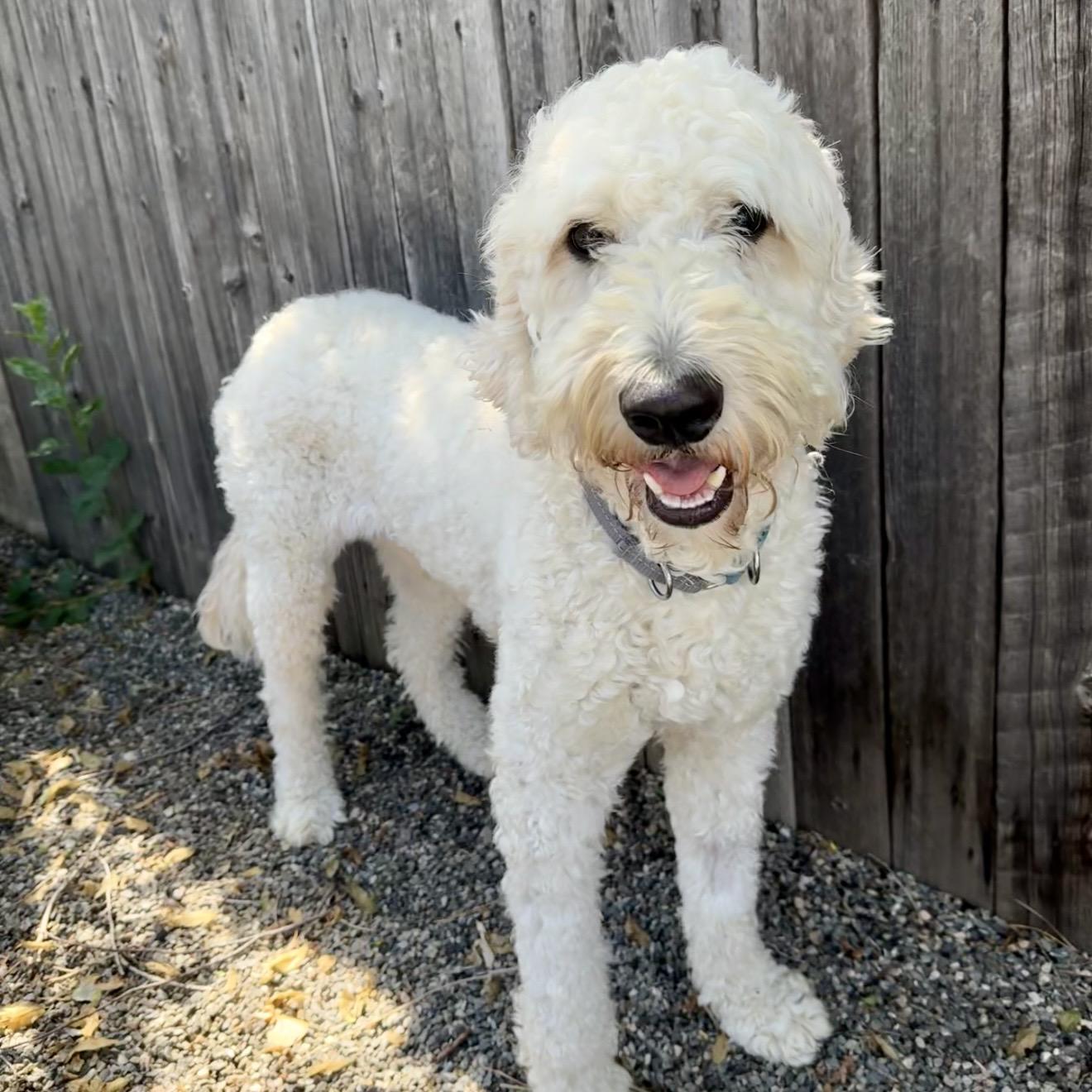 Hardy, adopted, Young Male Goldendoodle.