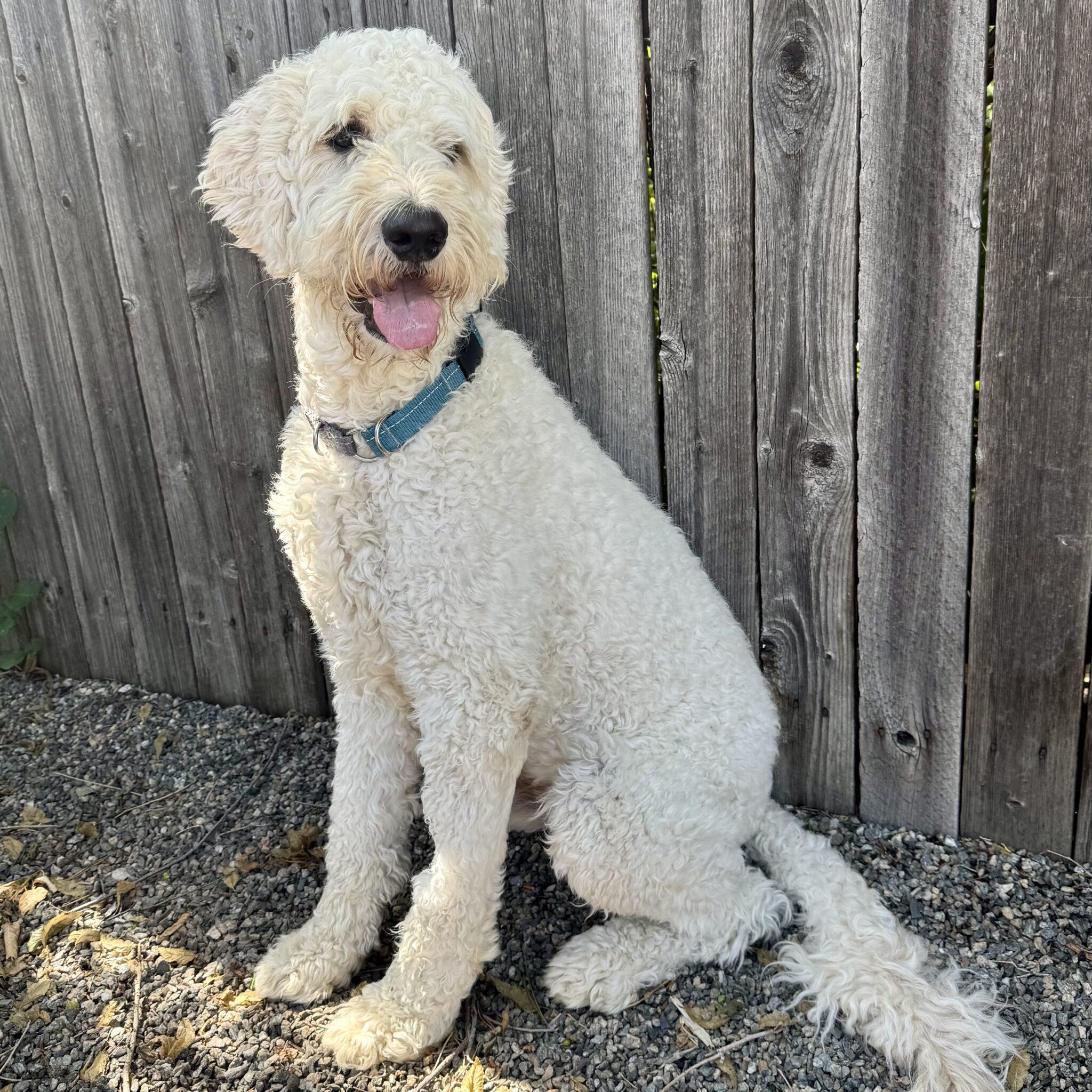 Hardy, an adopted mixed breed in Mead, CO image 3/4