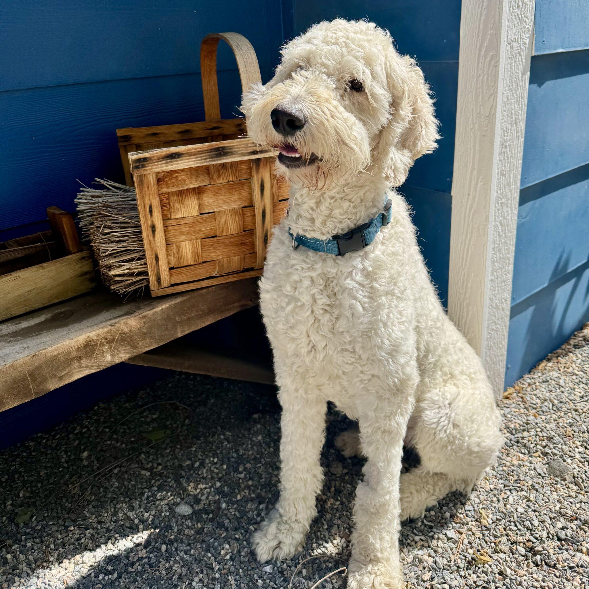Hardy, an adopted mixed breed in Mead, CO image 2/4