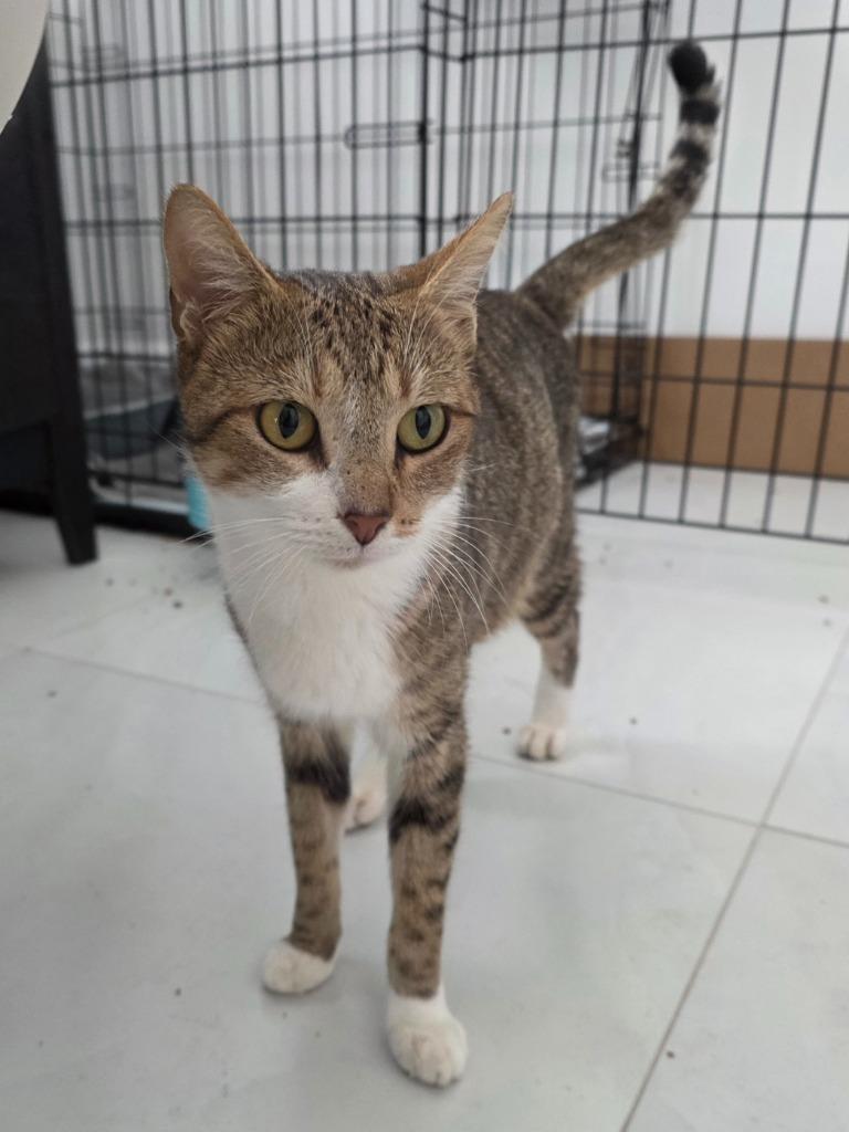 Enlarge Chassis, a Adoptable Domestic Short Hair in Fort Myers, FL image 1/2