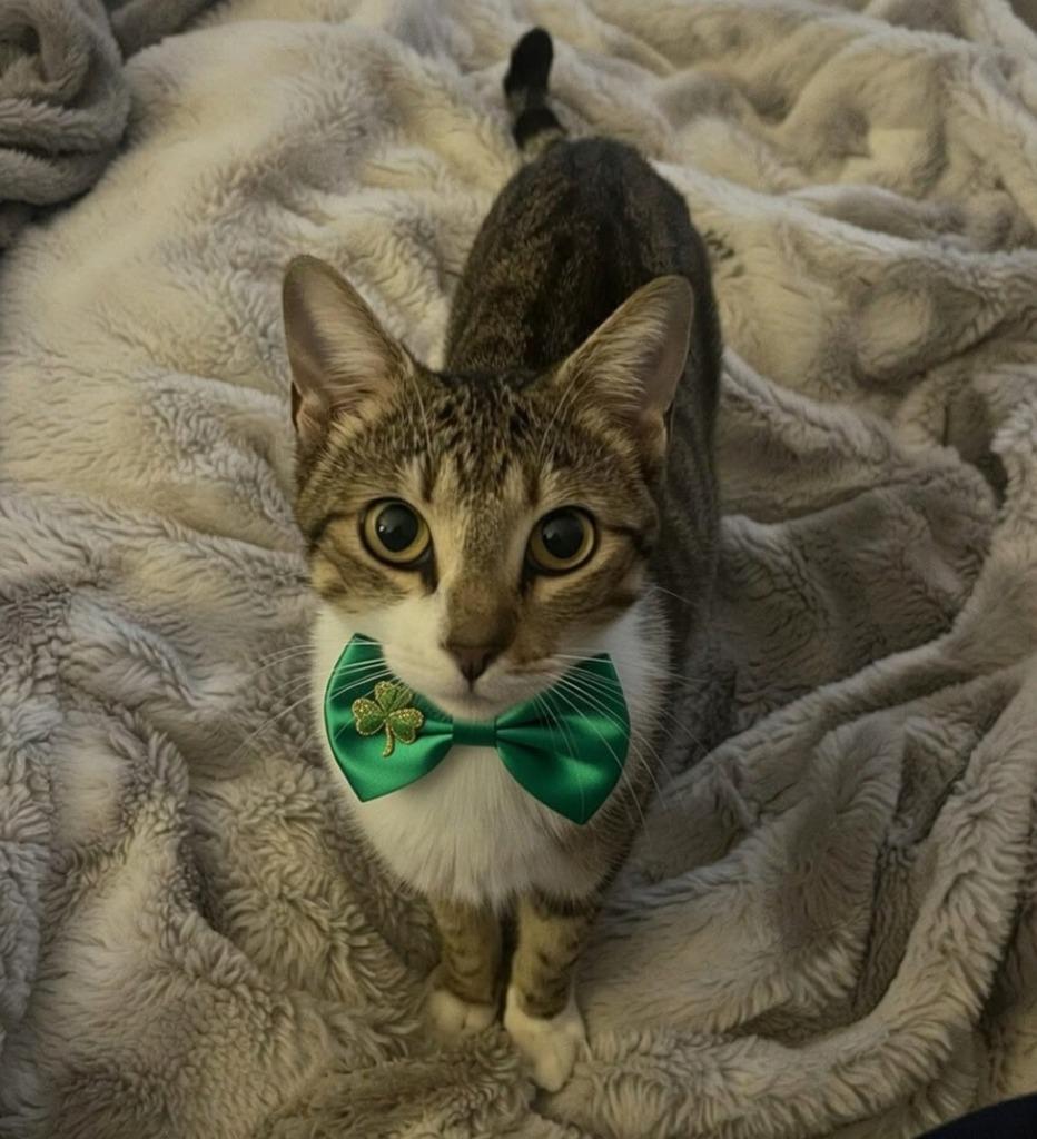 Enlarge Chassis, a Adoptable Domestic Short Hair in Fort Myers, FL image 2/2