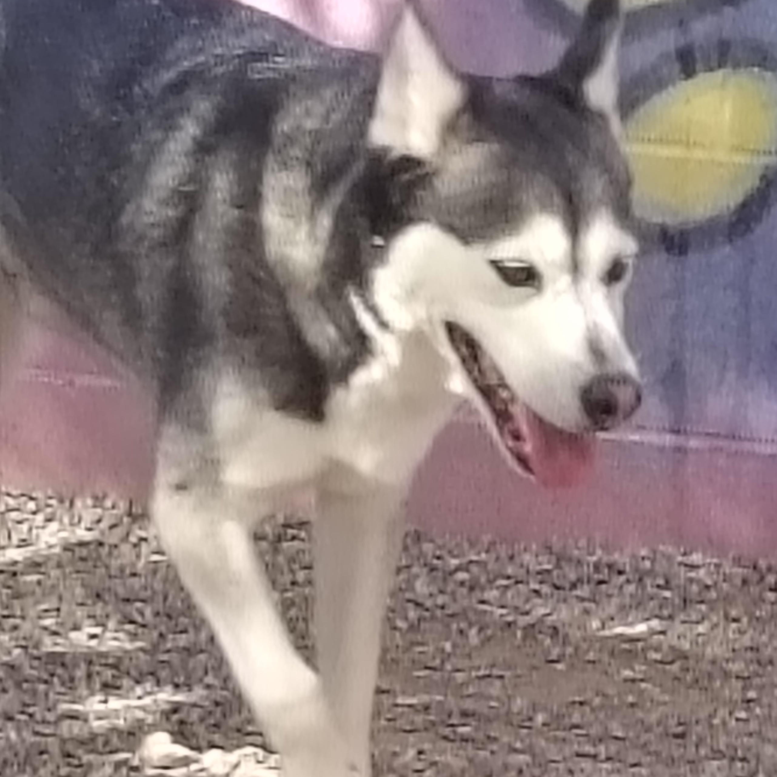 Ivy, an adoptable Husky in Parker, AZ, 85344 | Photo Image 1