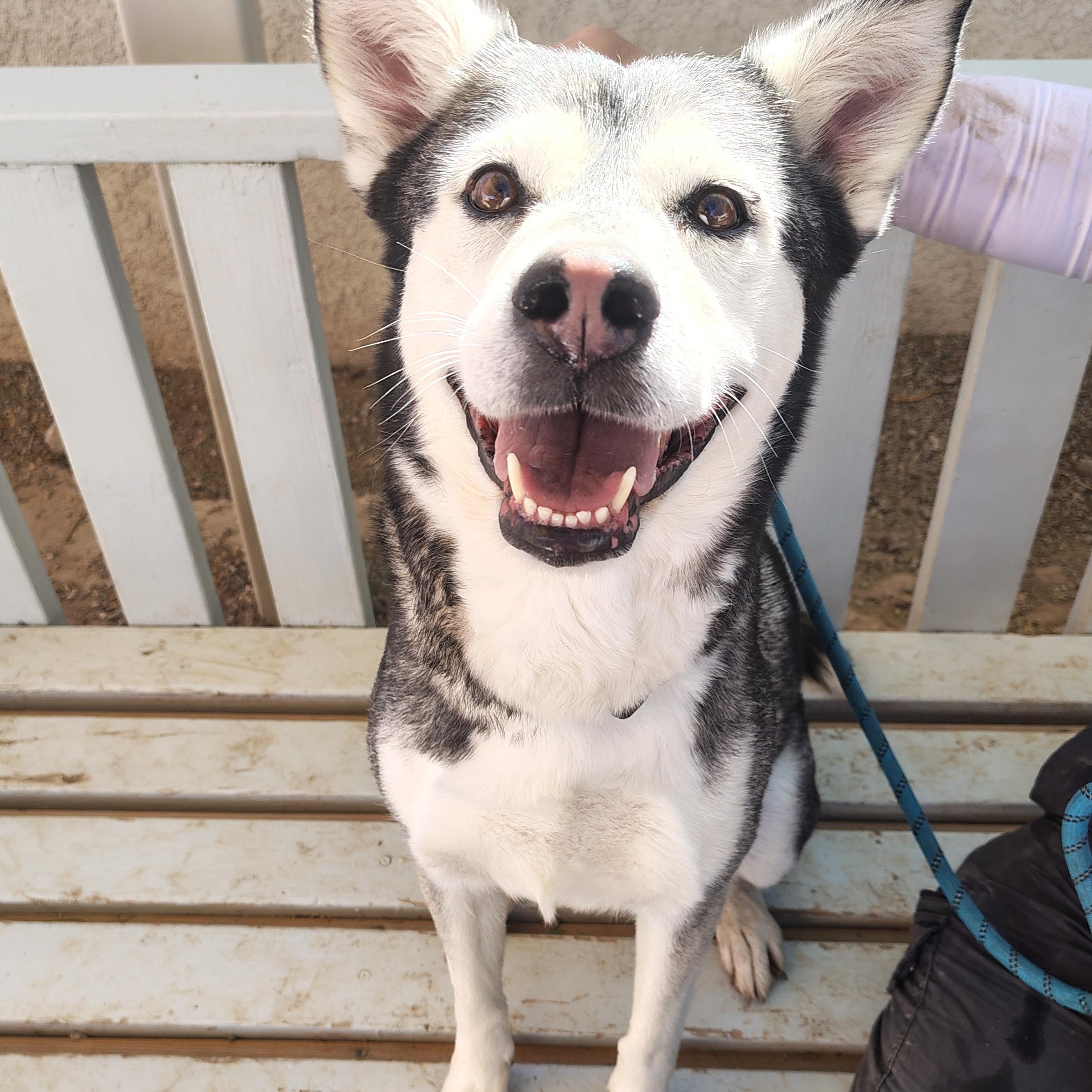 Ivy, an adoptable Husky in Parker, AZ, 85344 | Photo Image 2