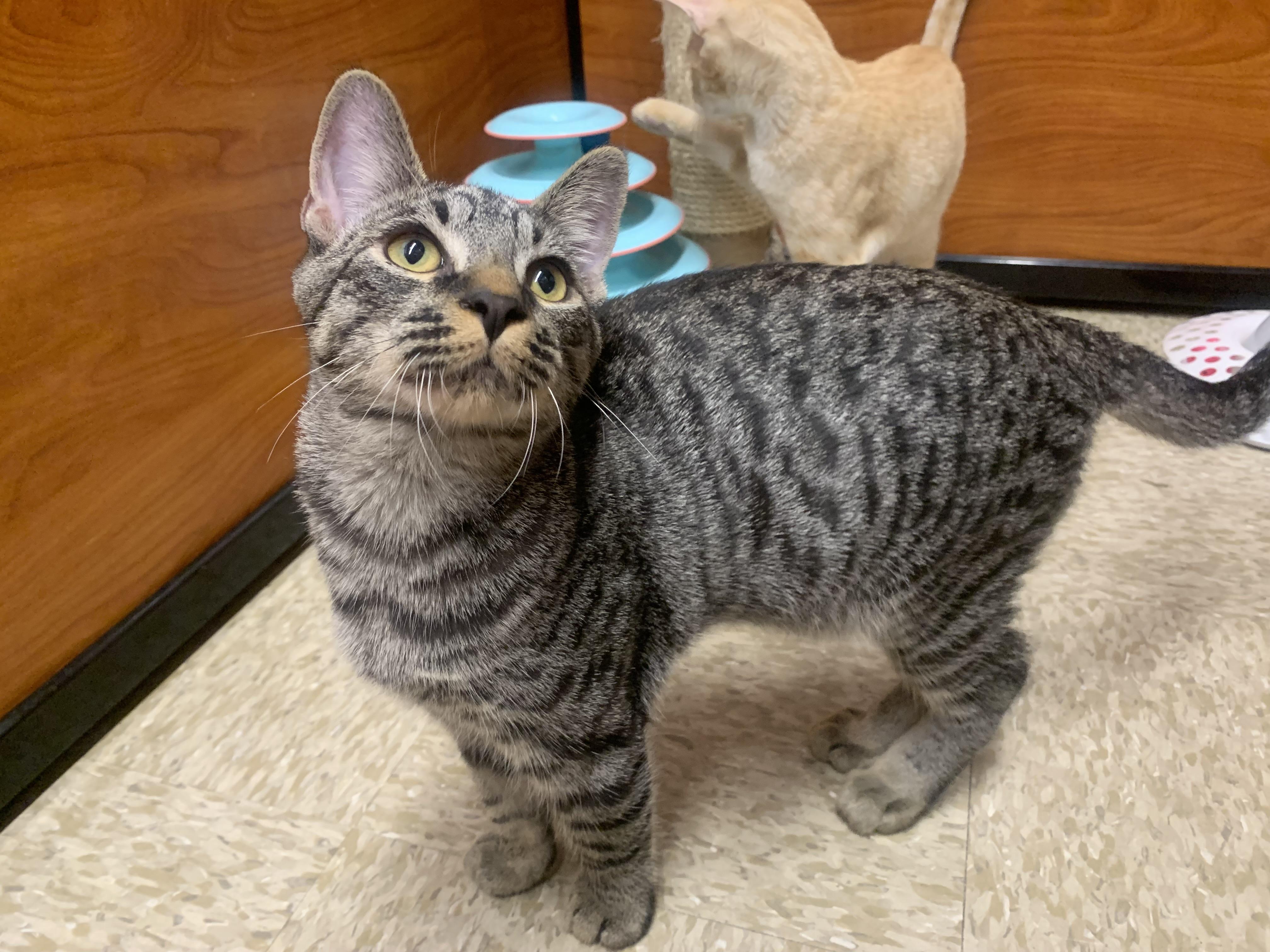 Bobby, adopted, Young Male Domestic Short Hair.