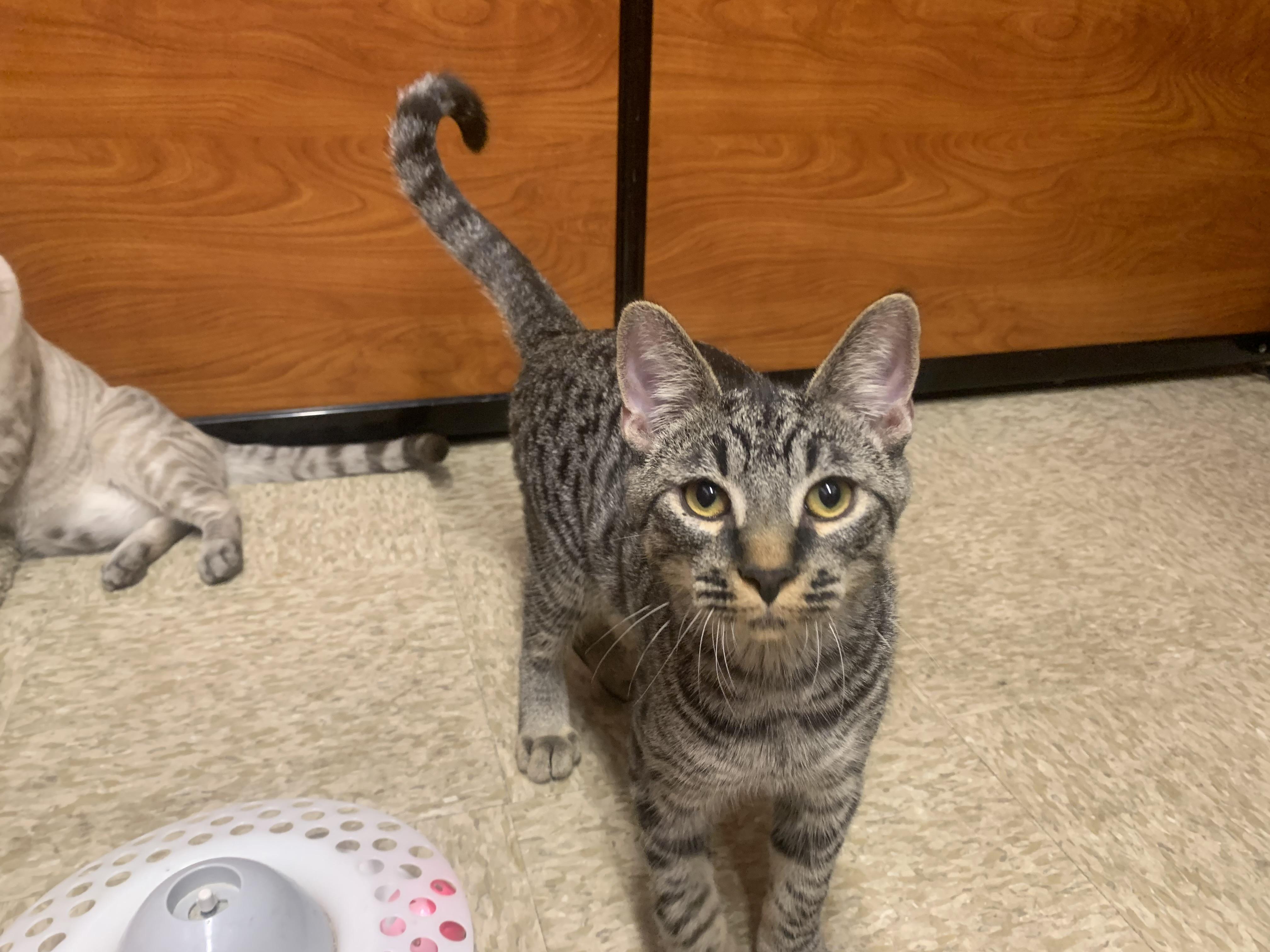 Bobby, an adopted mixed breed in San Jose, CA image 2/3