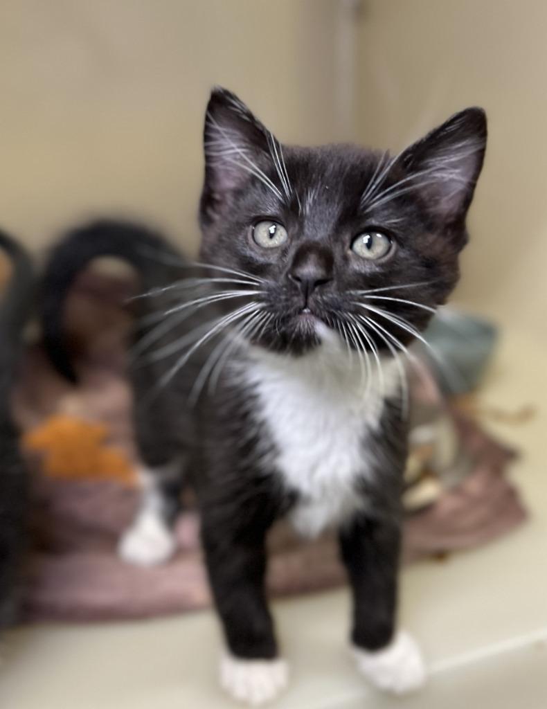 Gigabyte, Adoptable, Kitten Male Domestic Short Hair.