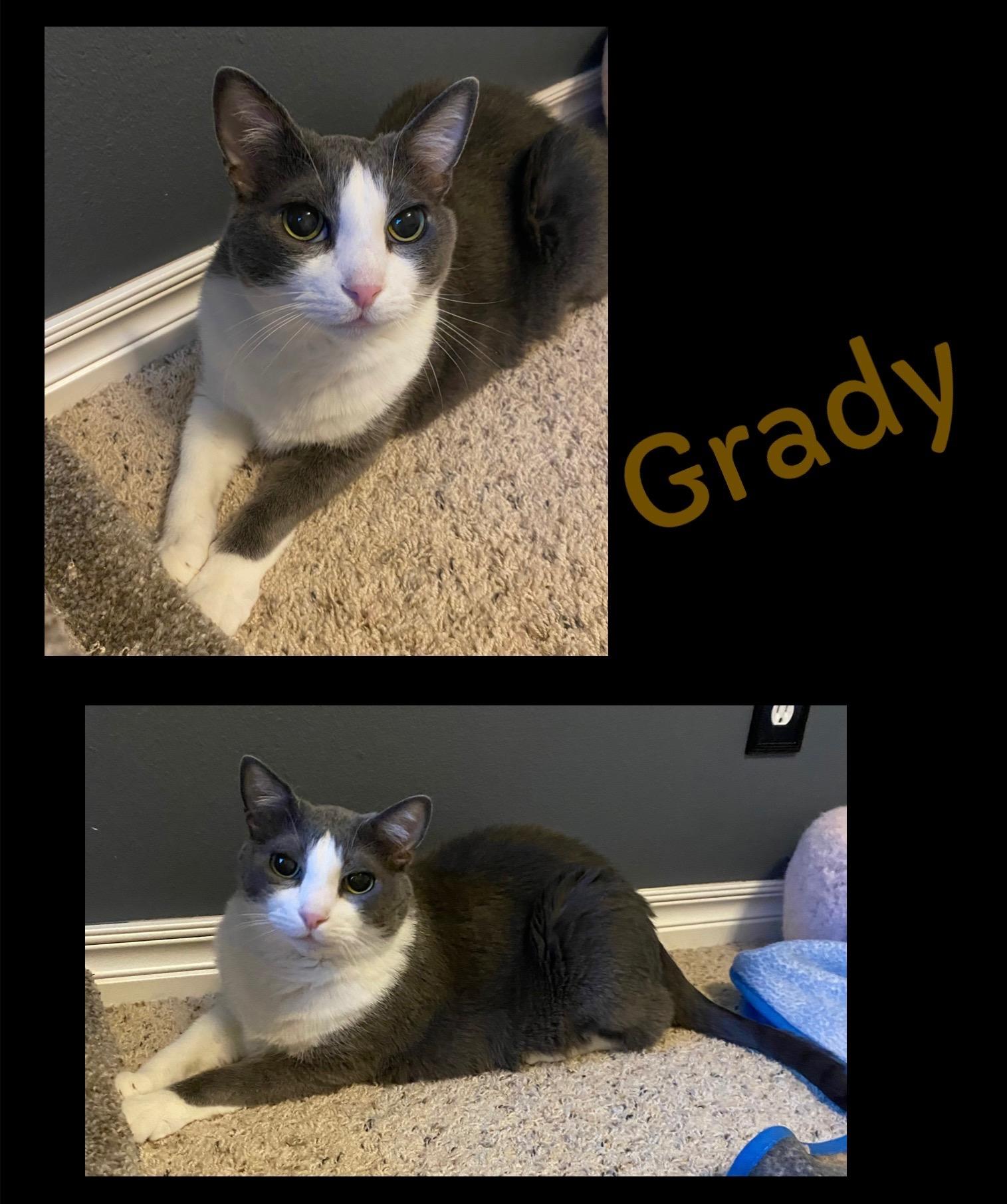 Gracie (bonded pair with Grady)