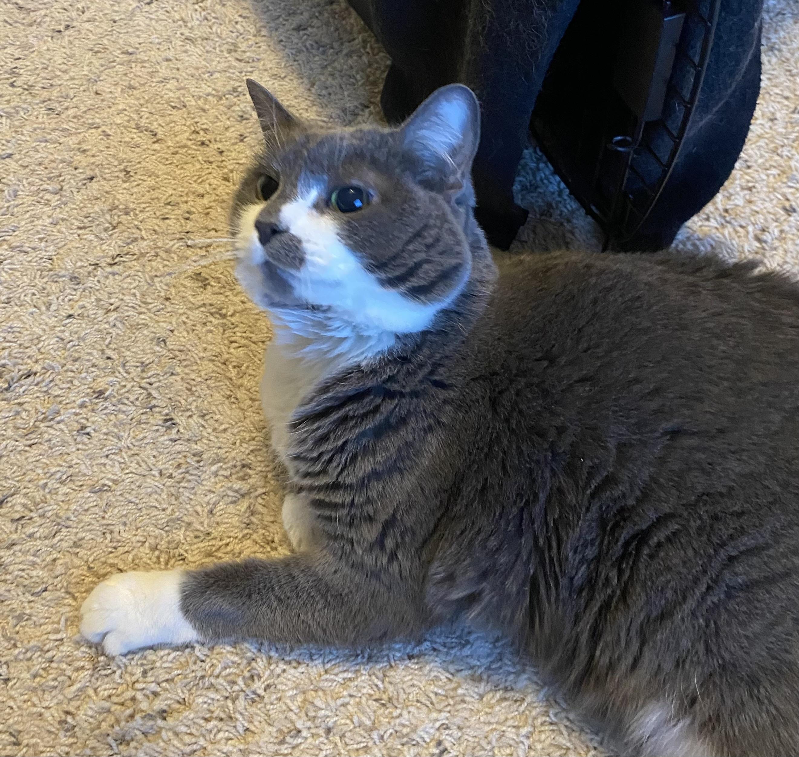 Gracie (bonded pair with Grady)