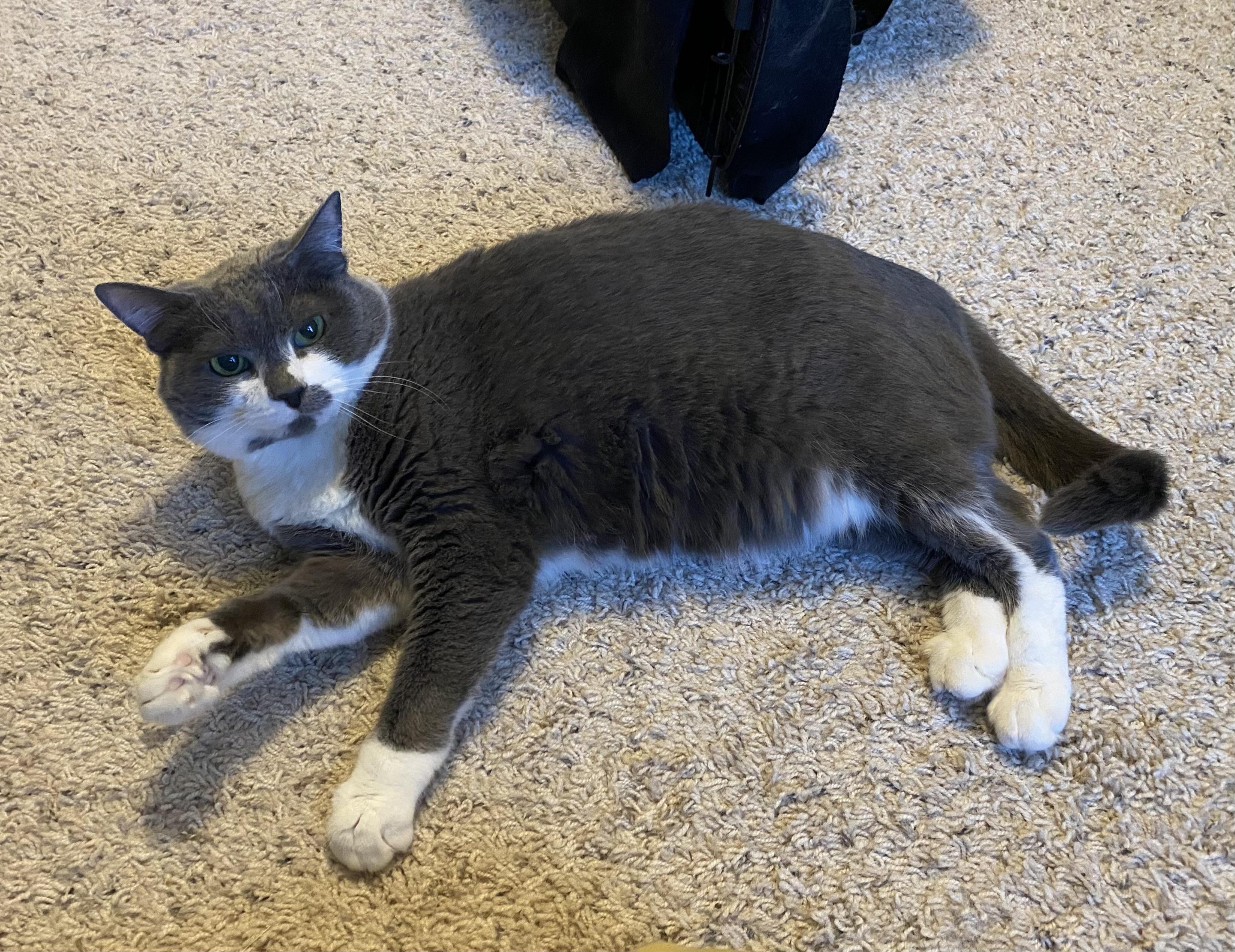 Gracie (bonded pair with Grady)