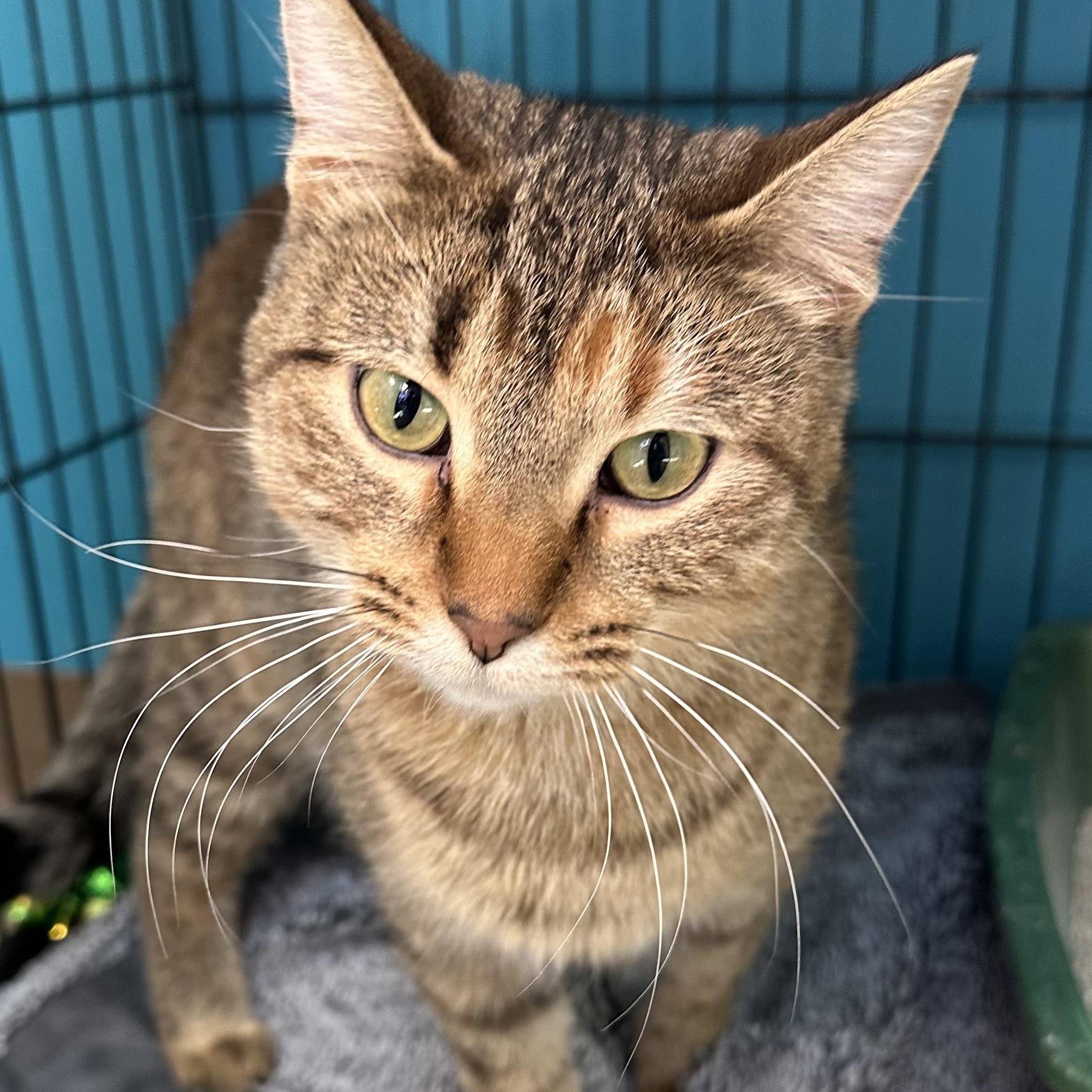 Amtrack, Adoptable, Adult Female Domestic Short Hair.