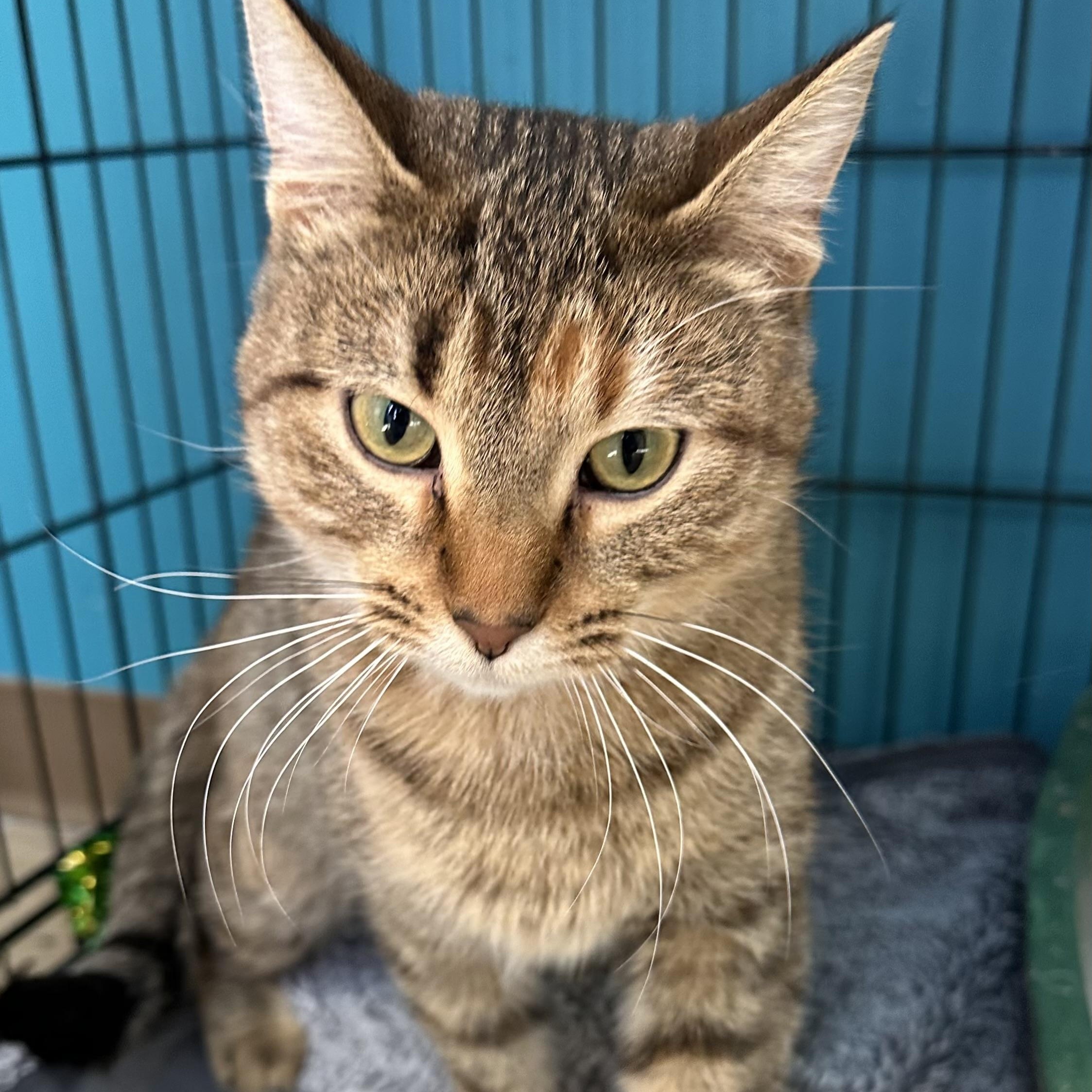 Amtrack, a Adoptable Domestic Short Hair in Brookings, SD image 2/2