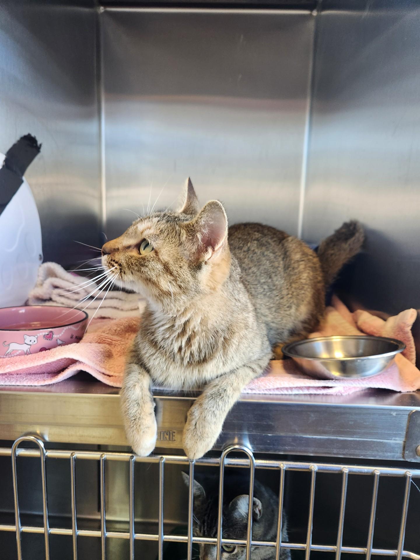 Amtrack, Adoptable, Adult Female Domestic Short Hair.