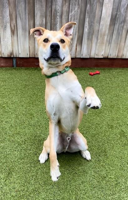 Knack, Adoptable, Adult Male Mixed Breed & Mixed Breed.