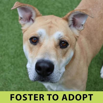 Knack, a Adoptable mixed breed in Eugene, OR image 2/3