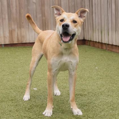 Knack, a Adoptable mixed breed in Eugene, OR image 3/3