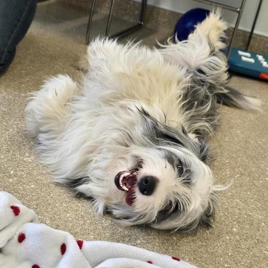 Enlarge Burkin, an adopted mixed breed in Prince Frederick, MD image 2/5