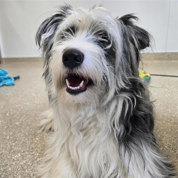 Enlarge Burkin, an adopted mixed breed in Prince Frederick, MD image 3/5