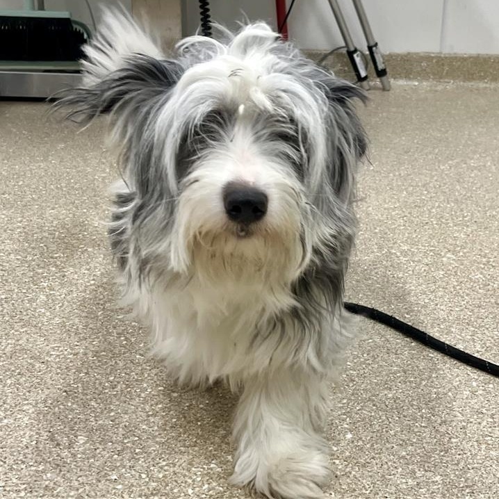 Enlarge Burkin, an adopted mixed breed in Prince Frederick, MD image 5/5