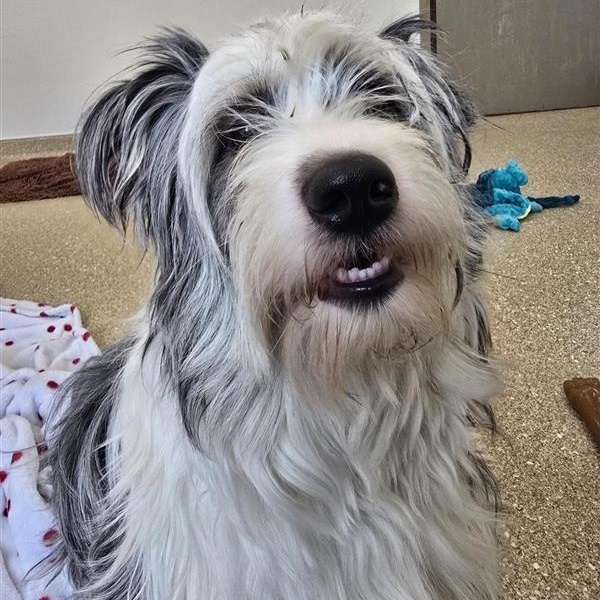 Enlarge Burkin, an adopted mixed breed in Prince Frederick, MD image 4/5