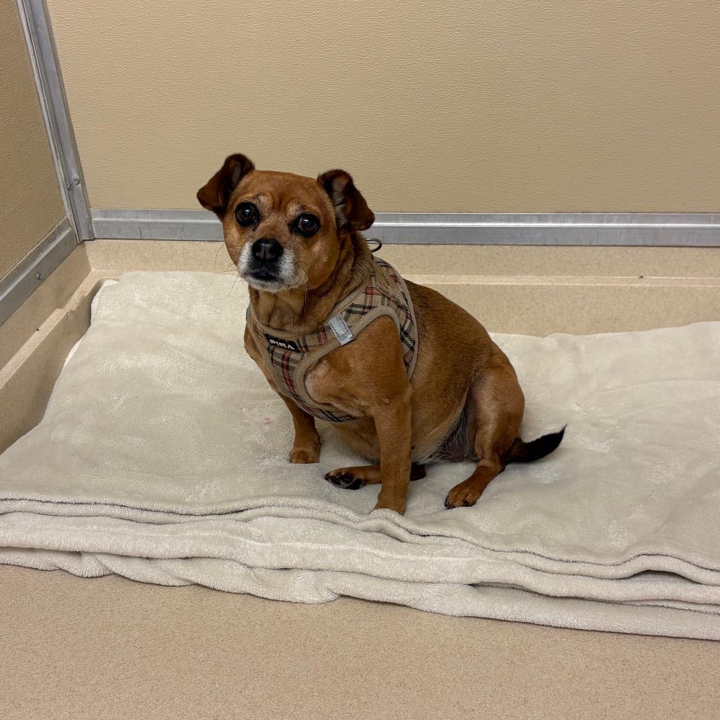 Enlarge Sophie, a Adoptable mixed breed in Elbow Lake, MN image 1/4