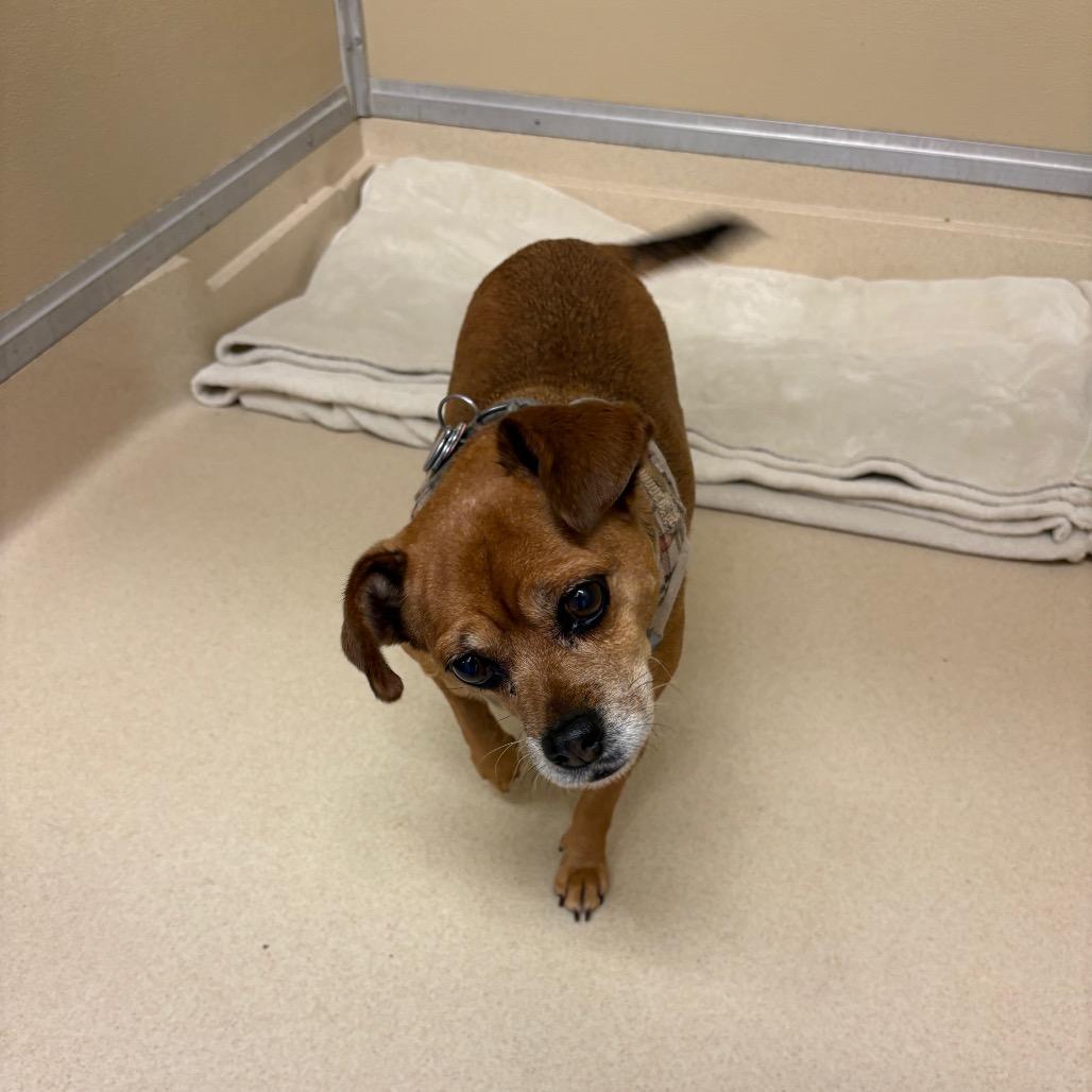 Enlarge Sophie, a Adoptable mixed breed in Elbow Lake, MN image 3/4