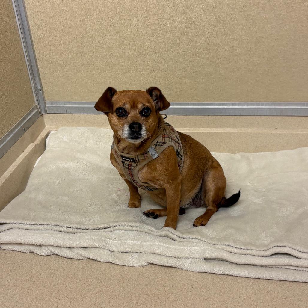 Enlarge Sophie, a Adoptable mixed breed in Elbow Lake, MN image 4/4