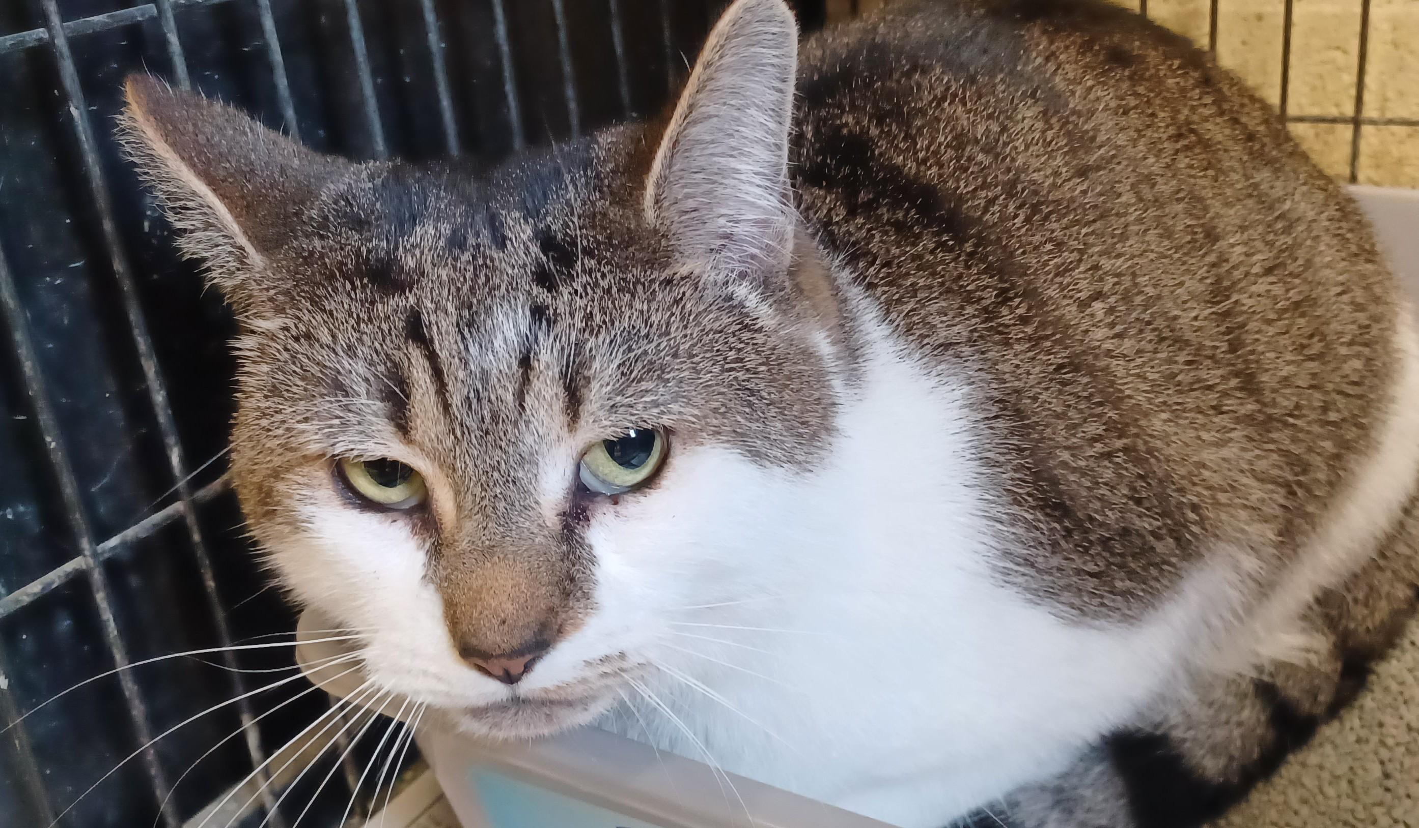 Atwood, Adoptable, Adult Male Domestic Short Hair.