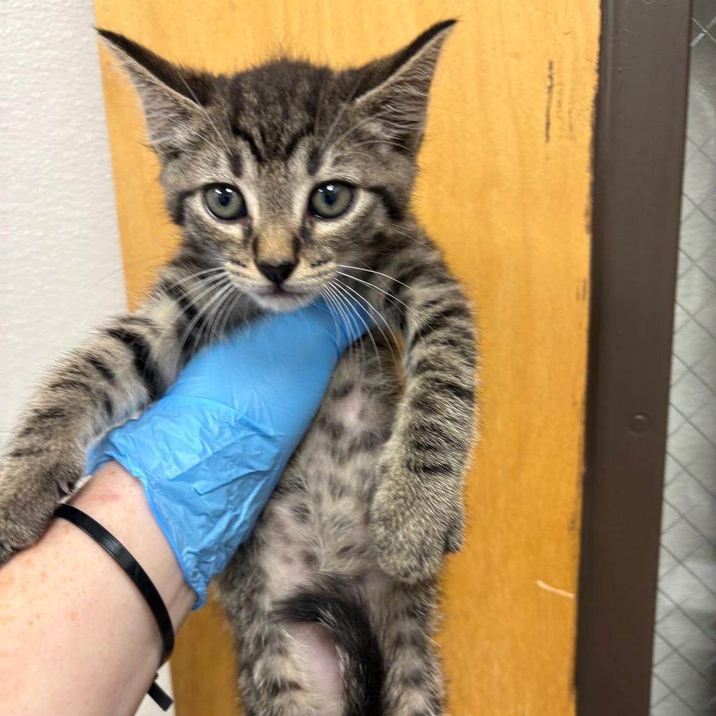 Arnold(At PetSmart Alabaster), Adoptable, Kitten Male Domestic Short Hair.