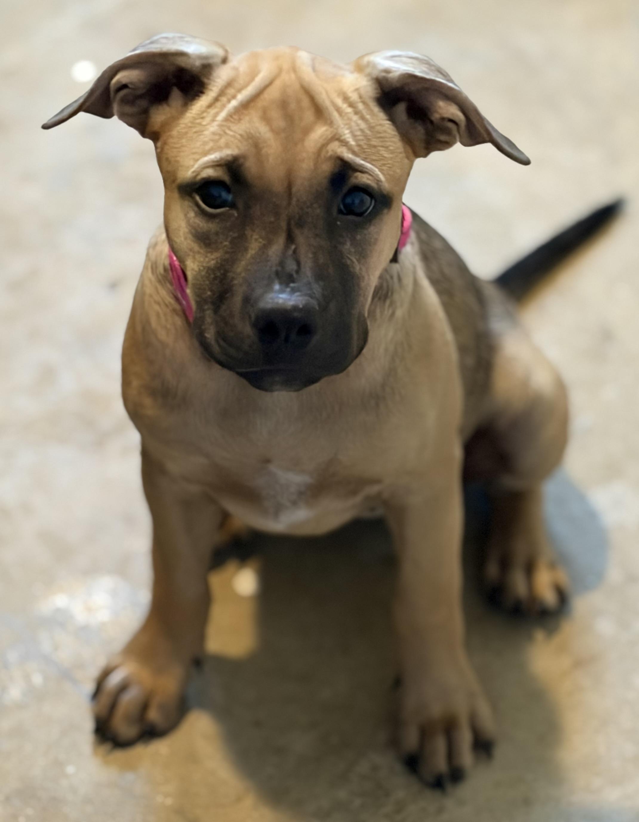 Enlarge Sienna, a Adoptable mixed breed in Denver, CO image 6/6