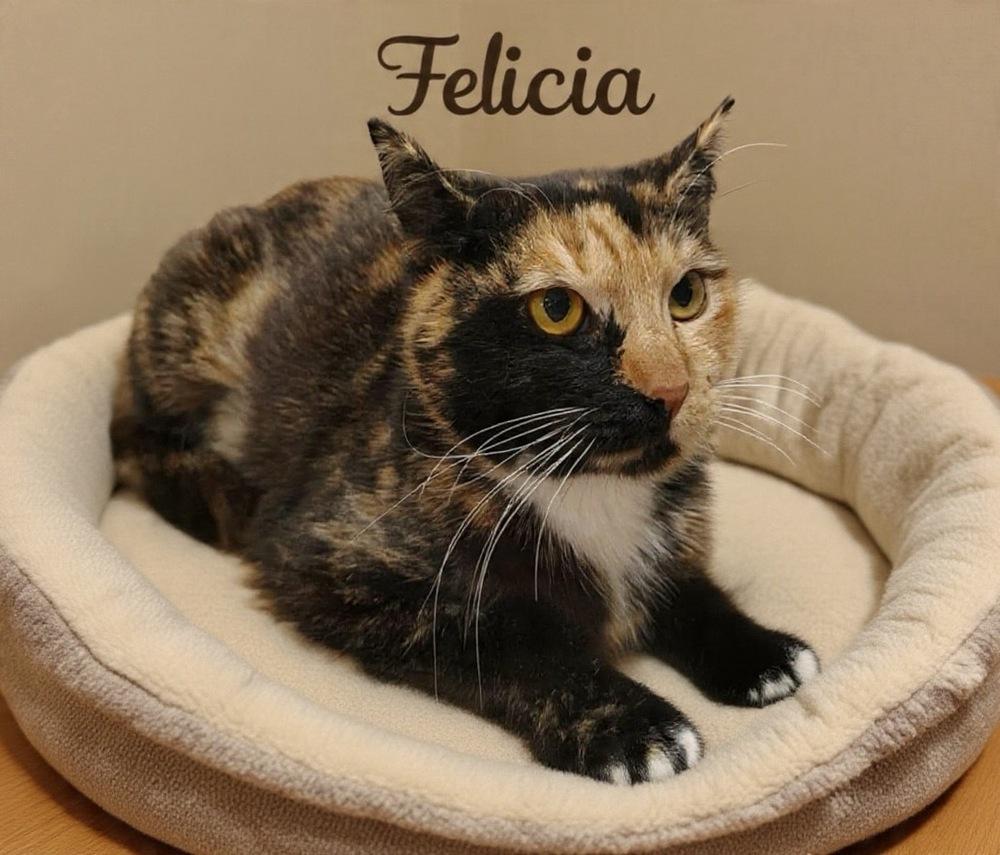 Enlarge Alicia, a Adoptable Domestic Short Hair in Orlando, FL image 2/3