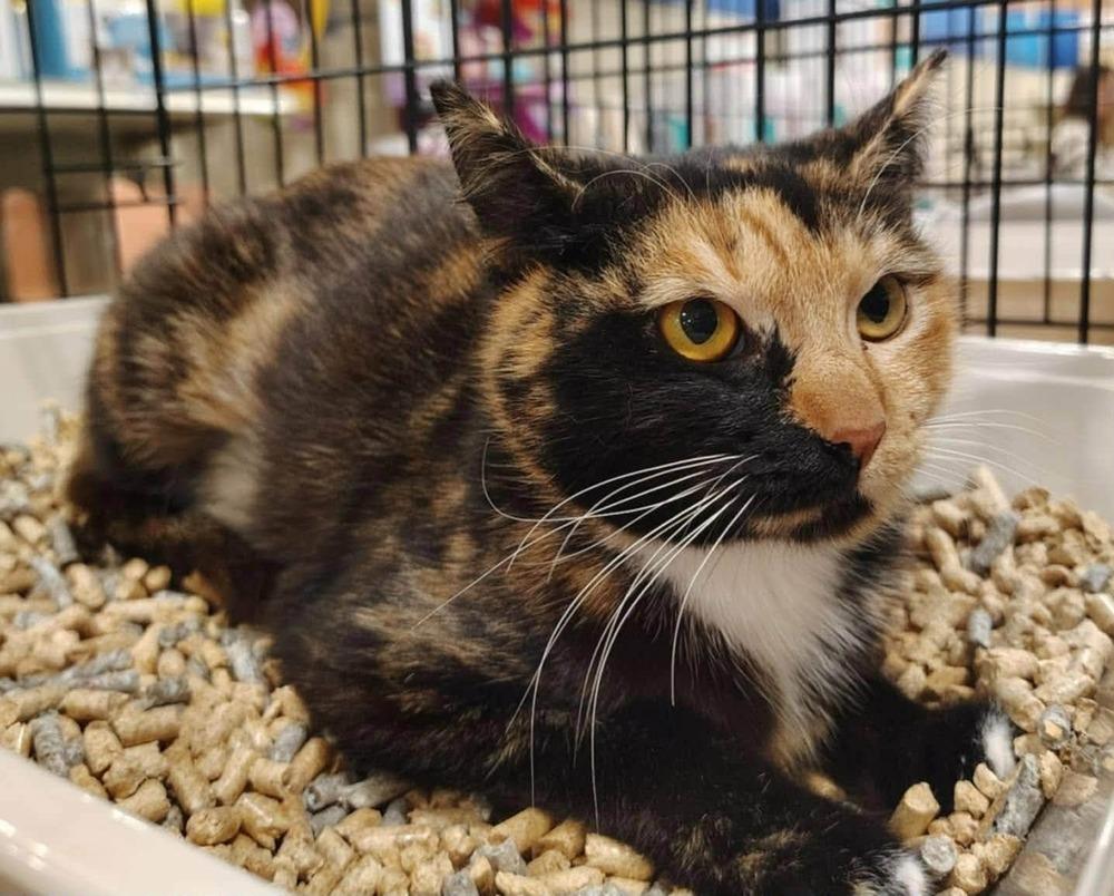 Alicia, Adoptable, Young Female Domestic Short Hair.