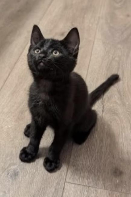 Kittens! 2