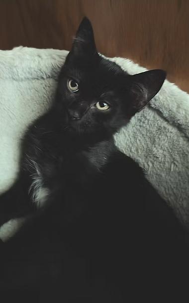 Kittens! 1