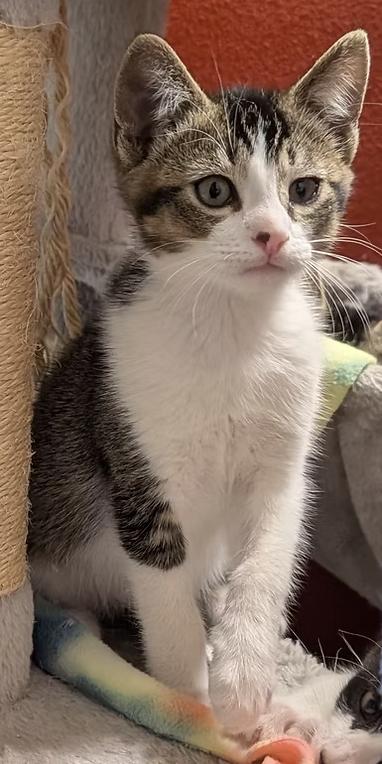 Kittens! 4
